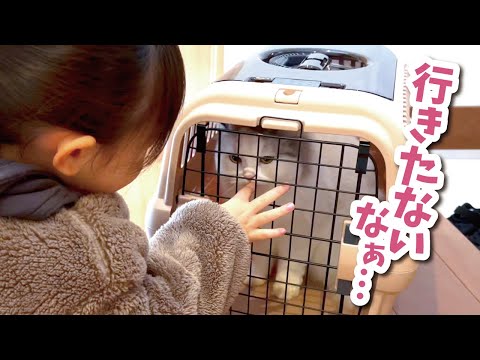 ワクチン接種する猫を励ます5歳の娘【関西弁でしゃべる猫】