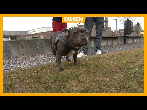 Video: Neusgang Vernauwing By Honde