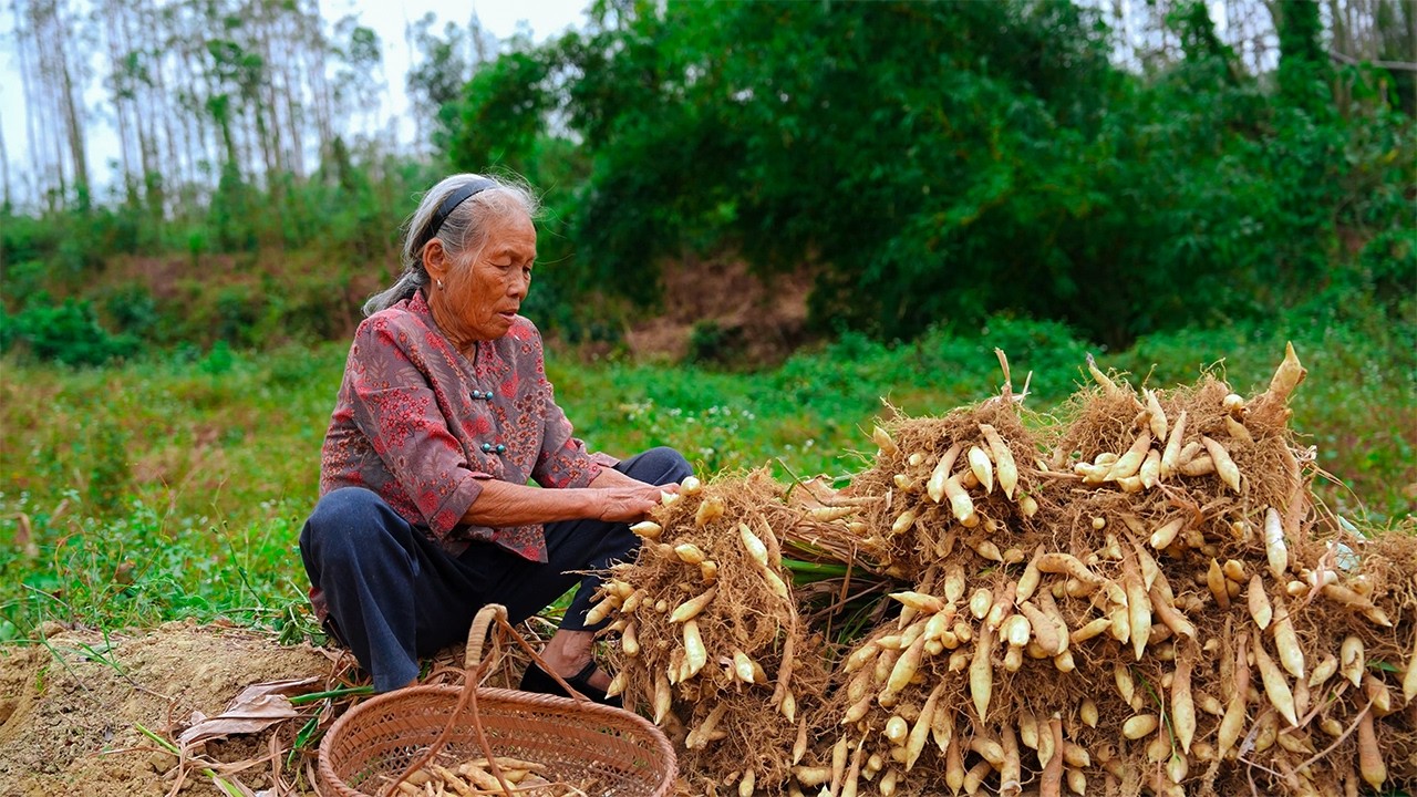 一種不常見的食材“竹薯”，教你3種做法，口感軟糯，吃的過癮 | A rare food ingredient: bamboo yam | Guangxi Grandma