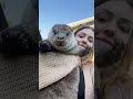 This Otter is Overweight 🦦