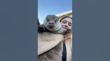 This Otter is Obese
