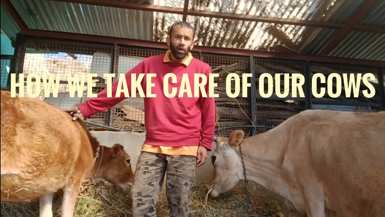 How we take care of our cows
