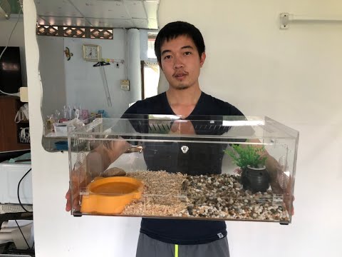 รีวิวจัดตู้เลี้ยงงู Corn Snake + ให้อาหารงู สวยหรือไม่ ไปดูกัน!!