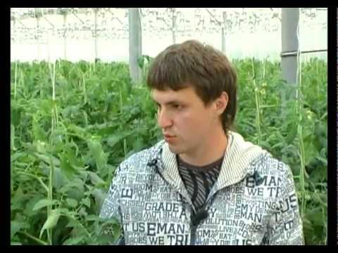 Сад и огород. Уход и формирование плодов томата.