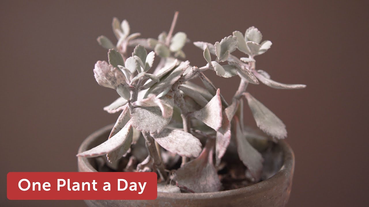 Kalanchoe pumila (Flower dust plant or Ghost plant) Houseplant Care ...