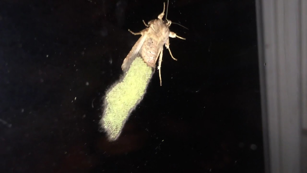 Moth laying eggs YouTube