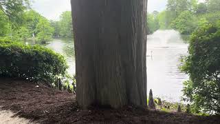 Exploring the Beauty of Swan Lake Nature, Sumter, South Carolina