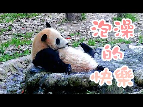 《熊貓早晚安》泡澡真的可以讓心請愉悅起來 | iPanda熊貓頻道