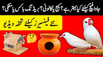 Java Finch K Leay Kya Bahtr Hai | Cage Ya Colony | Breeding Box Ya Matki | Mini Zoo Birds