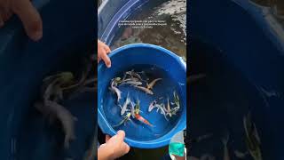 Pegando as carpas mais bonitas pro o cliente (todas) #peixe #animais #piscicultura #historia #carpas