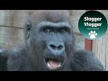Gorilla Face, Feet, Hands And Tongues Close Ups