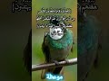 سورة النمل من الآيه ٢٢ الى الآيه ٥٢ مع التفسير اسلام صبحي تحفيز    قرآن
