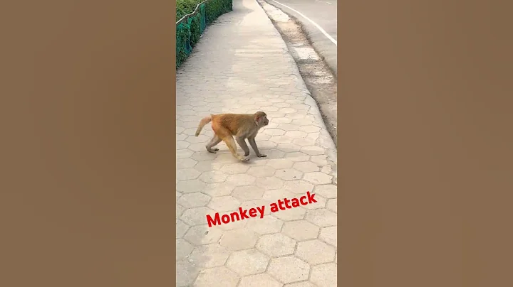 Monkey Attack 🤣🤣#animals #viral #monkey