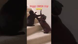 Cute Cats Gabugno Agoi