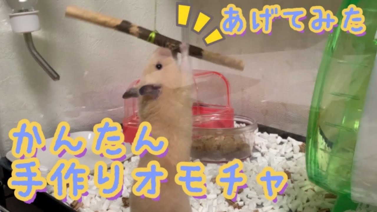 簡単手作りおもちゃあげてみた ゴールデンハムスターキンクマ 大興奮 Youtube
