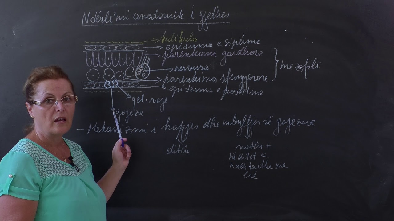 MATURA 2020 (Biologji) - Ndertimi anatomik I gjethes - YouTube
