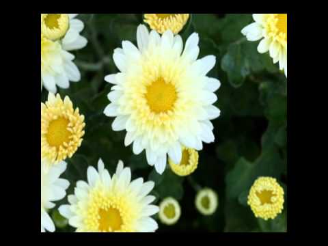 chahana mann ko animetion _sapana shrestha