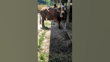 sapi moo, suara sapi, sapi lucu, big cow #shorts #youtubeshorts #viralshorts #lucu