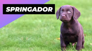 Springador One Of The Most Beautiful Crossbreed Dogs