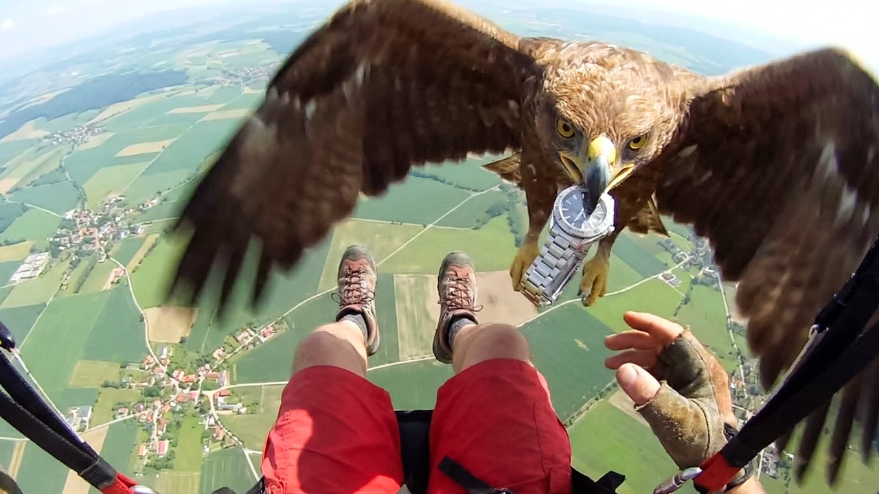 Fascinating Animal Encounters Captured on Film – Video