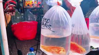 Pasar ikan hias super lengkap termurah di jakarta…