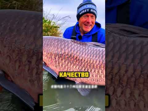 Зачем они закапывают карпов в землю?