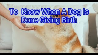 3 Ways To Know When A Dog Is Done Giving Birth Life Hacks