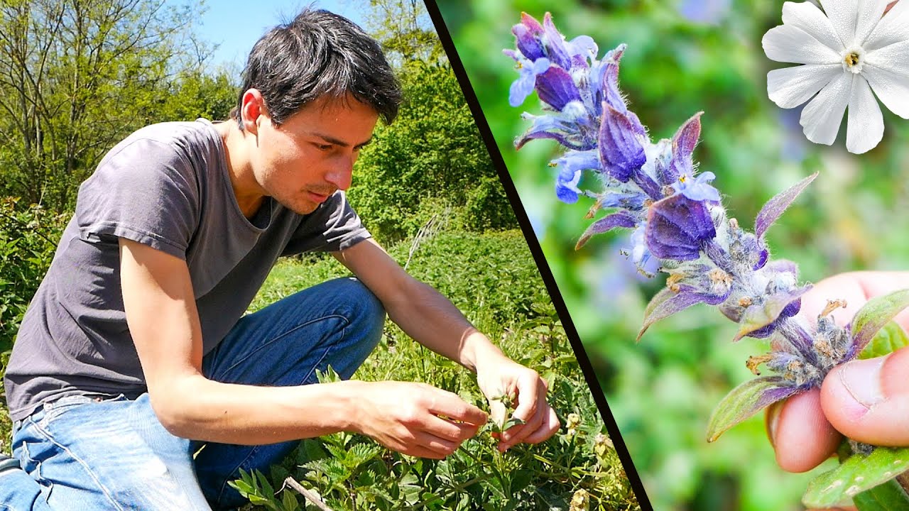 Foraging White Campion, Bugle and other wild edible plants
