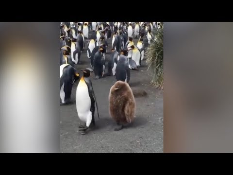 A ‘kiwifruit’ walks in the penguin group
