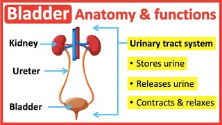 Bladder anatomy & function🤔 | Easy learning video by Learn Easy Science 12,436 views 1 year ago 2 minutes, 35 seconds