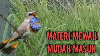 Materi isian Mewah MUDAH MASUK Masteran burung full tembakan cocok untuk Murai batu Kacer Cucak ijo