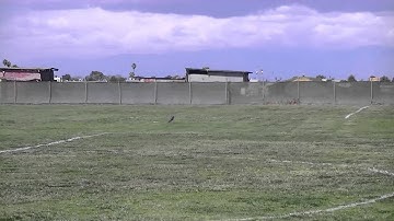 gils crash trex 450 practing nose in