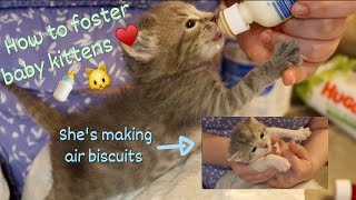 Bottle Baby Kitten Care // How to care for orphaned kittens 34 weeks old