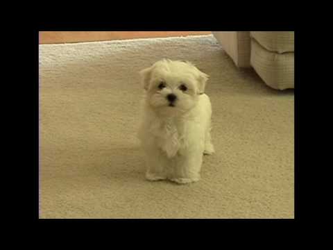 Cute Maltese puppy barking at camera Plainfield Illinois dancer PNHS Poms puppies dog Il