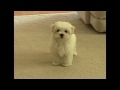 Cute small Maltese puppy barking at funny toy little dog puppies playing bark voice animal