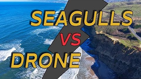 Drone vs Seagulls — Risking It All for the Perfect Coastal Shot