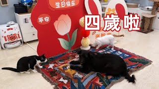 【直播】16只猫一只狗狗营业啦李喜猫