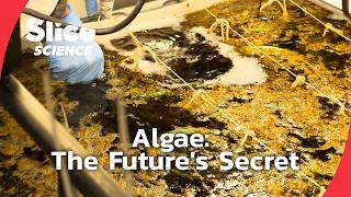 The Algae Revolution: A Future Without Plastic | SLICE SCIENCE
