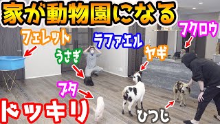 新居のリビング動物園にしてみたドッキリ【ラファエル】