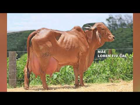 LOTE 02 DIÁRIA ELKHART FIV F CONGONHAS 0344CI