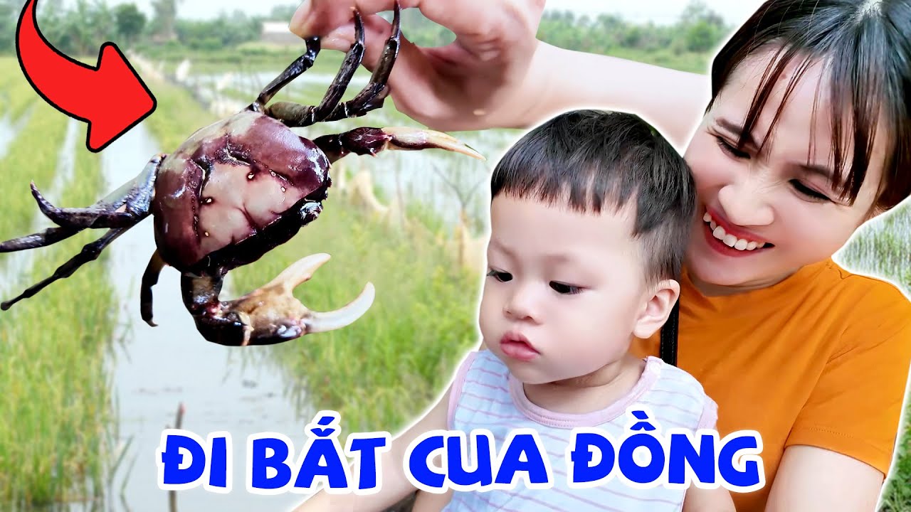 ZINO LẦN ĐẦU ĐI BẮT CUA ĐỒNG - VÊ VÊ CHANNEL