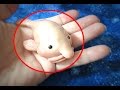 5 Amazing Facts About The Blobfish