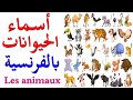 les animaux تعلم الفرنسية : أسماء الحيوانات - الطيور-الأسماك و الحشرات  بالفرنسية