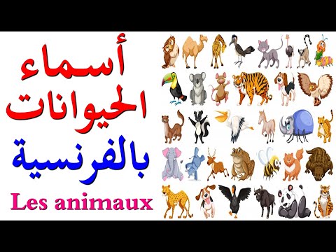 فيديو: كيف تتحدث مع الحيوانات