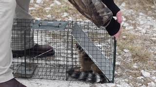 Ringtailed-Cat Release into Wild Barky The Ringtail Cat Release From Jail