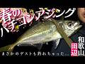 尺アジは最低サイズ!春のテラアジ狙いバチコンアジング!
