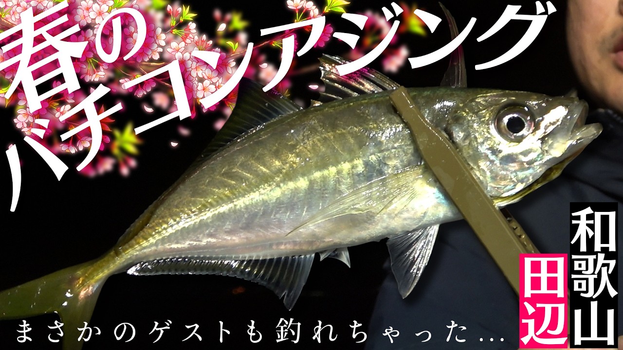 尺アジは最低サイズ!春のテラアジ狙いバチコンアジング!
