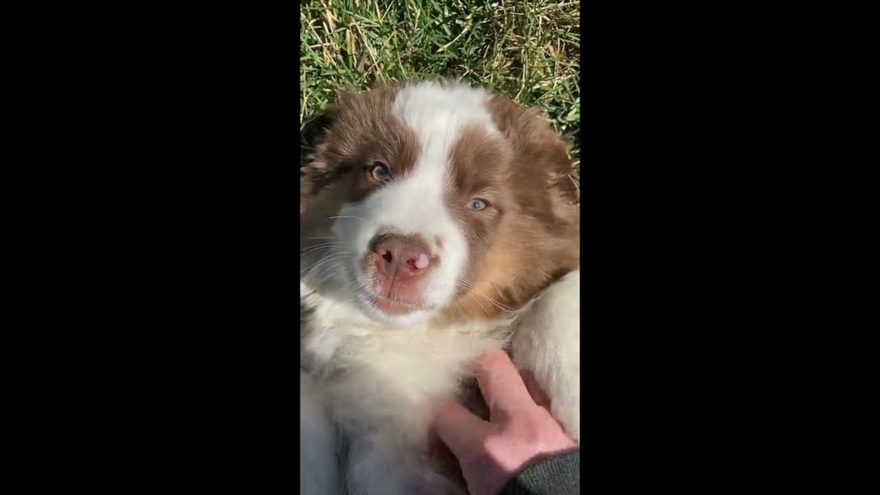 JB - AKC Miniature American Shepherd puppy - red tri