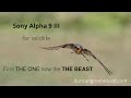 Sony Alpha 9 III for wildlife