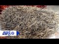 “Mổ xẻ” cát lợn giá 3 tỷ đồng | VTC